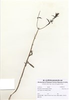 藏品(晚花黃鼻花)的圖片